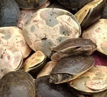 Four Smugglers Arrested With 498 Banned Turtles