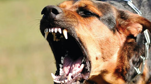 ferocious dog
